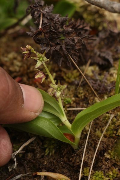 Maianthemum purpureum, photographed by Siddarth Machado