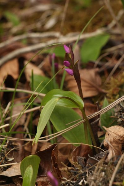 Galearis spathulata, photographed by Siddarth Machado