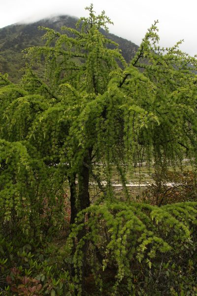 Larix griffithii, photographed by Siddarth Machado