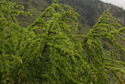 Larix griffithii, photographed by Siddarth Machado