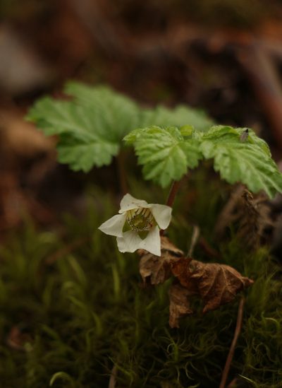 Rubus nepalensis, photographed by Siddarth Machado