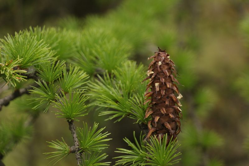 Larix griffithii, photographed by Siddarth Machado