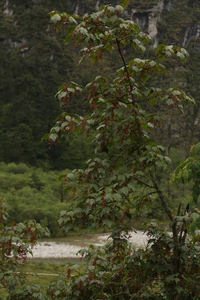 Acer pectinatum, photographed by Siddarth Machado