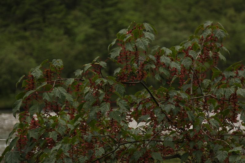 Acer pectinatum, photographed by Siddarth Machado