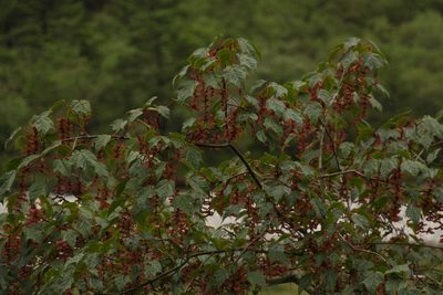 Acer pectinatum, photographed by Siddarth Machado