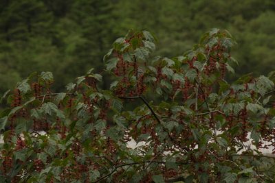 Acer pectinatum, photographed by Siddarth Machado