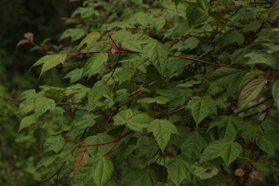 Acer pectinatum, photographed by Siddarth Machado