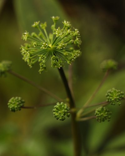 Panax pseudoginseng, photographed by Siddarth Machado