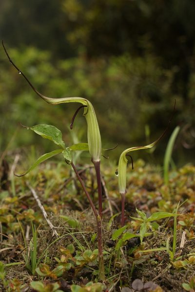 Arisaema jacquemontii, photographed by Siddarth Machado