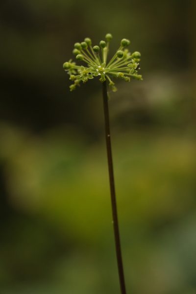 Panax pseudoginseng, photographed by Siddarth Machado