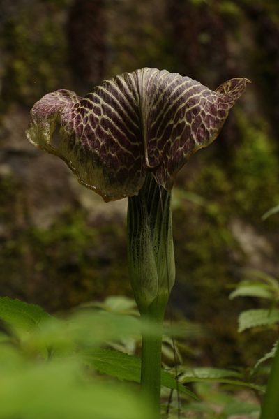 Arisaema griffithii, photographed by Siddarth Machado