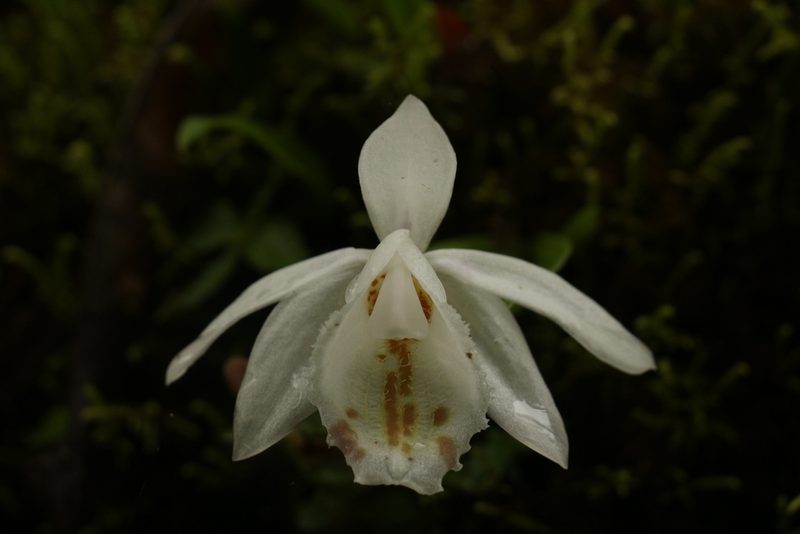 Pleione hookeriana, photographed by Siddarth Machado