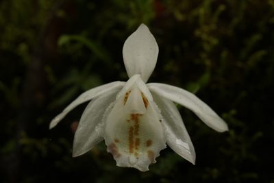 Pleione hookeriana, photographed by Siddarth Machado