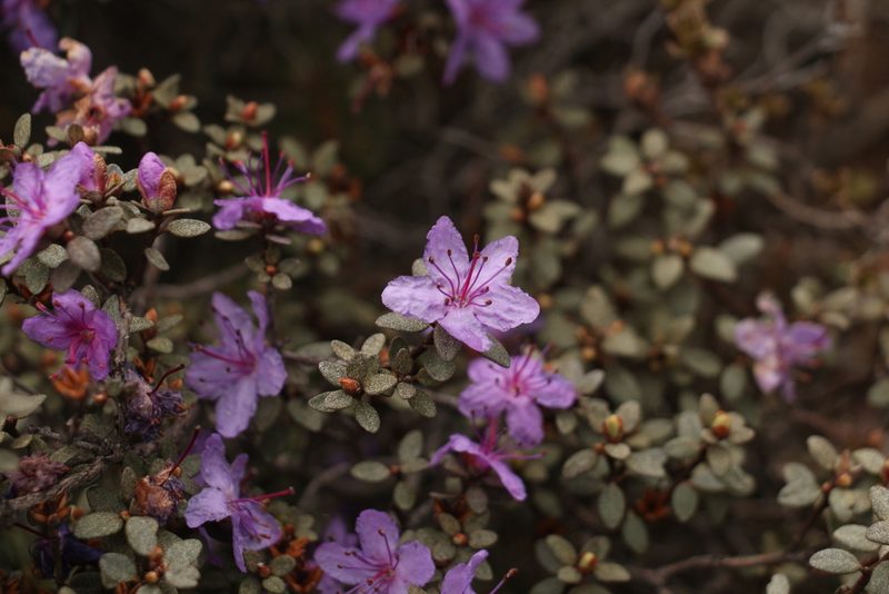 Rhododendron nivale, photographed by Siddarth Machado