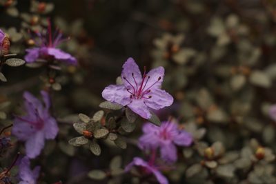 Rhododendron nivale, photographed by Siddarth Machado