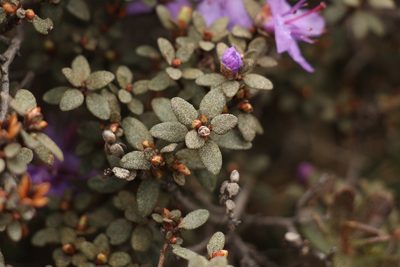 Rhododendron nivale, photographed by Siddarth Machado