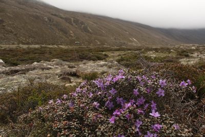 Rhododendron nivale, photographed by Siddarth Machado