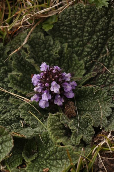 Phlomoides rotata, photographed by Siddarth Machado