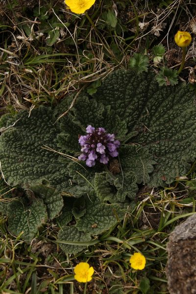 Phlomoides rotata, photographed by Siddarth Machado