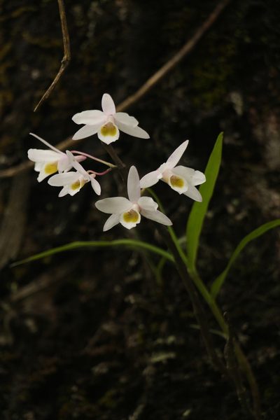 Dendrobium amoenum, photographed by Siddarth Machado