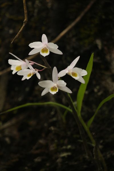 Dendrobium amoenum, photographed by Siddarth Machado