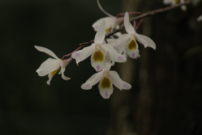 Dendrobium amoenum, photographed by Siddarth Machado