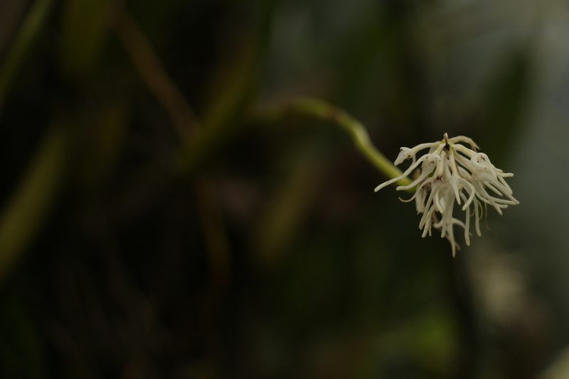 Bulbophyllum cauliflorum, photographed by Siddarth Machado