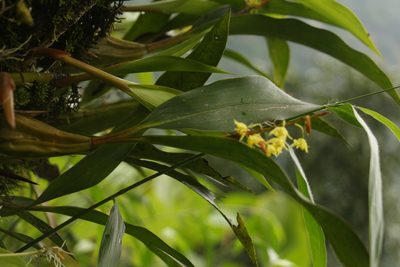 Coelogyne prolifera, photographed by Siddarth Machado