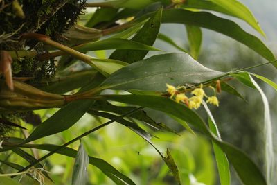 Coelogyne prolifera, photographed by Siddarth Machado