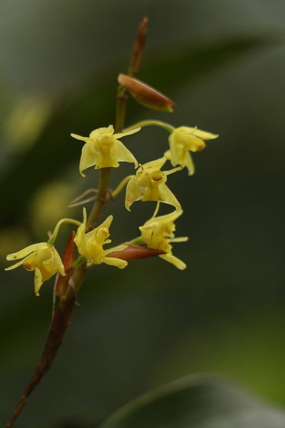 Coelogyne prolifera, photographed by Siddarth Machado