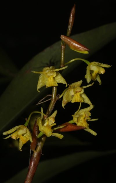 Coelogyne prolifera, photographed by Siddarth Machado