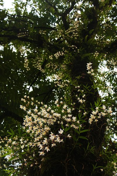 Dendrobium amoenum, photographed by Siddarth Machado