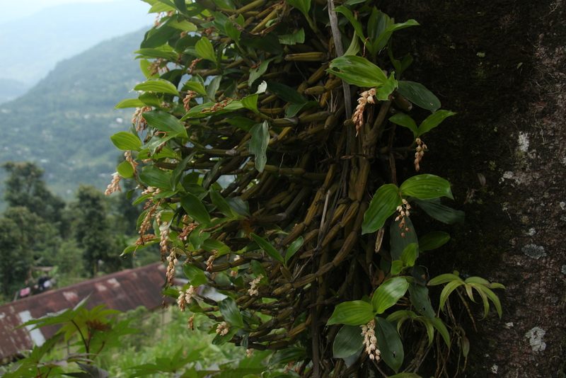 Coelogyne articulata, photographed by Siddarth Machado
