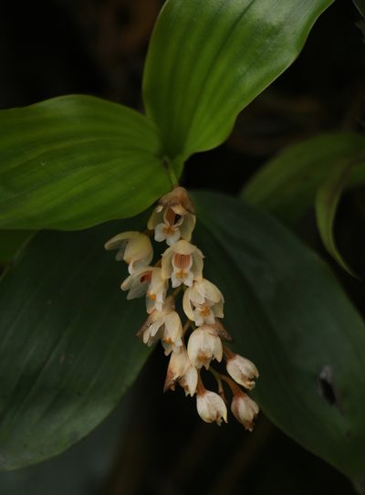 Coelogyne articulata, photographed by Siddarth Machado