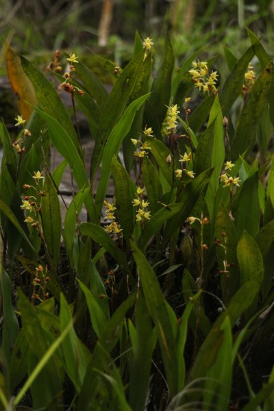 Coelogyne prolifera, photographed by Siddarth Machado