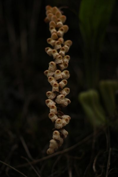 Coelogyne imbricata, photographed by Siddarth Machado