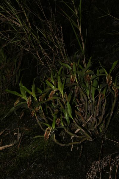 Coelogyne articulata, photographed by Siddarth Machado