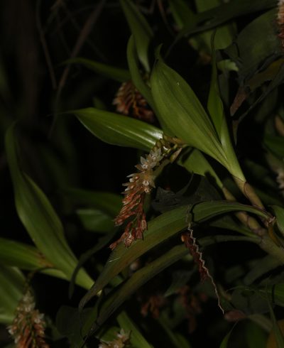 Coelogyne articulata, photographed by Siddarth Machado