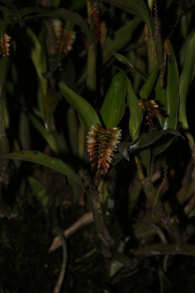 Coelogyne articulata, photographed by Siddarth Machado