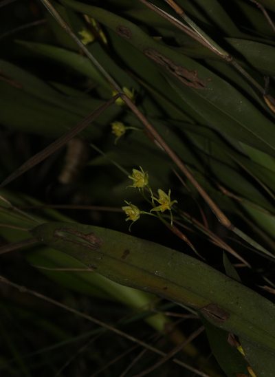 Coelogyne prolifera, photographed by Siddarth Machado