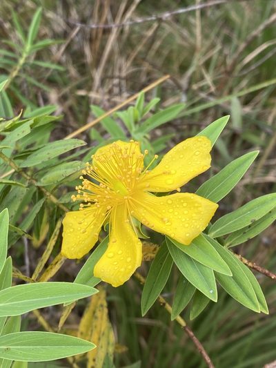 Hypericum mysurense, photographed by William Stephens