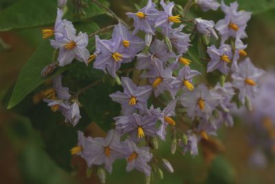 Solanum paniculatum, photographed by Arne Holgersson