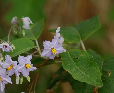 Solanum paniculatum, photographed by Arne Holgersson
