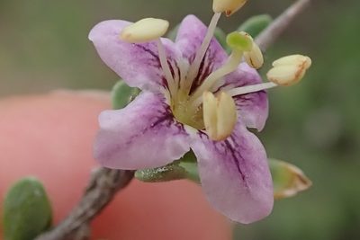 Lycium schizocalyx, photographed by Peter Warren