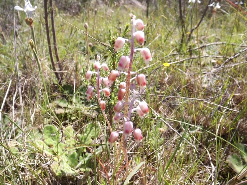 Lachenalia moniliformis, photographed by James Deacon