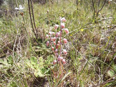 Lachenalia moniliformis, photographed by James Deacon