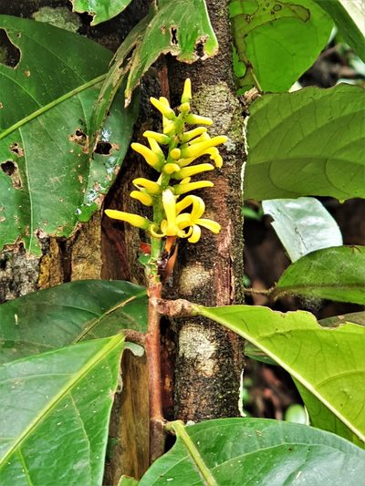Paypayrola guianensis, photographed by Gerry van Tonder