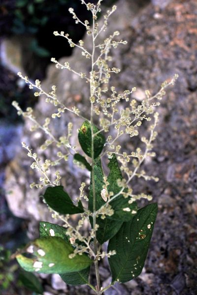 Iresine orientalis, photographed by Juan Cruzado Cortés