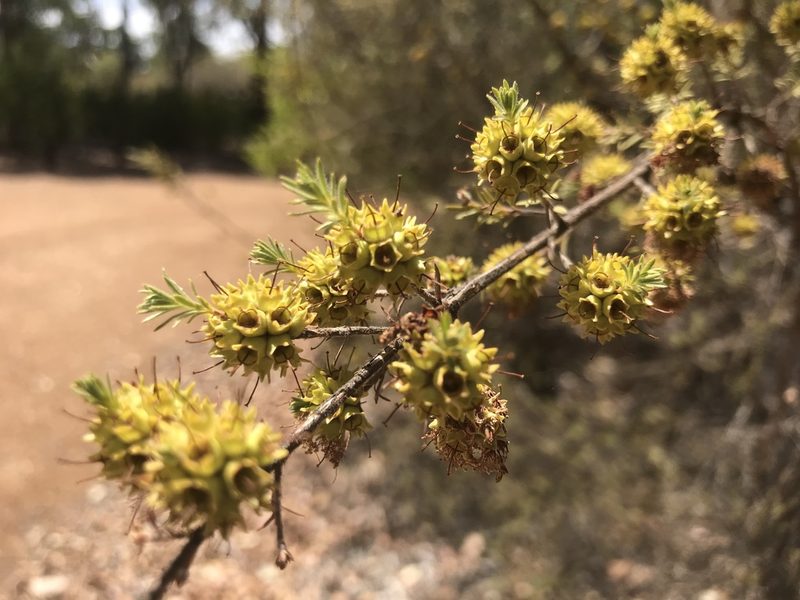 Kunzea glabrescens, photographed by Ann Bentley