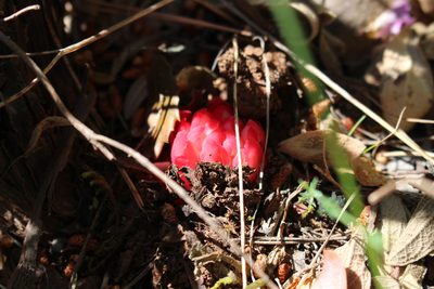 Cytinus ruber, photographed by Fabien Piednoir